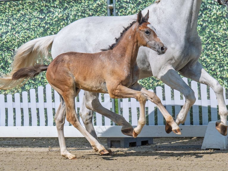 Westphalian Stallion  Brown in M&#xFC;nster Handorf