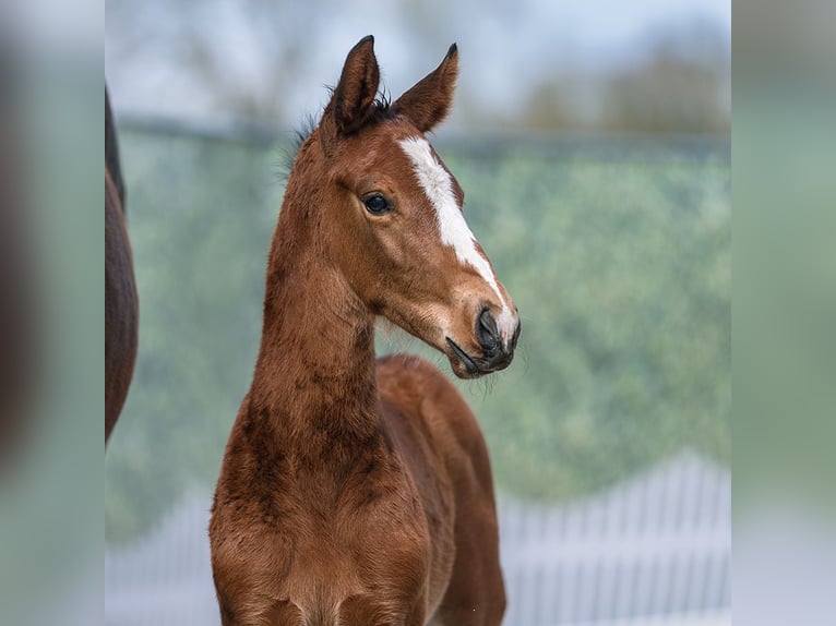 Westphalian Stallion Foal (03/2026) Brown in Münster-Handorf