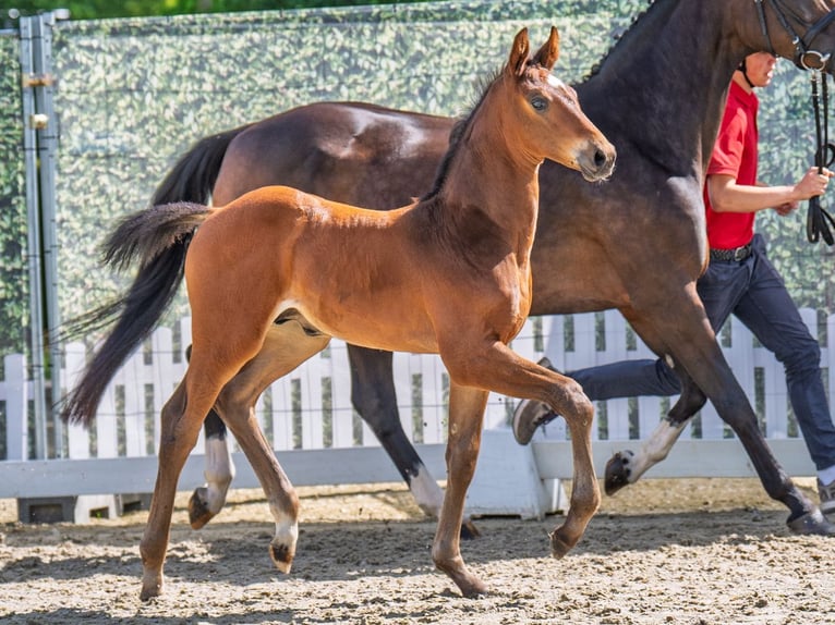 Westphalian Stallion  Brown in M&#xFC;nster Handorf