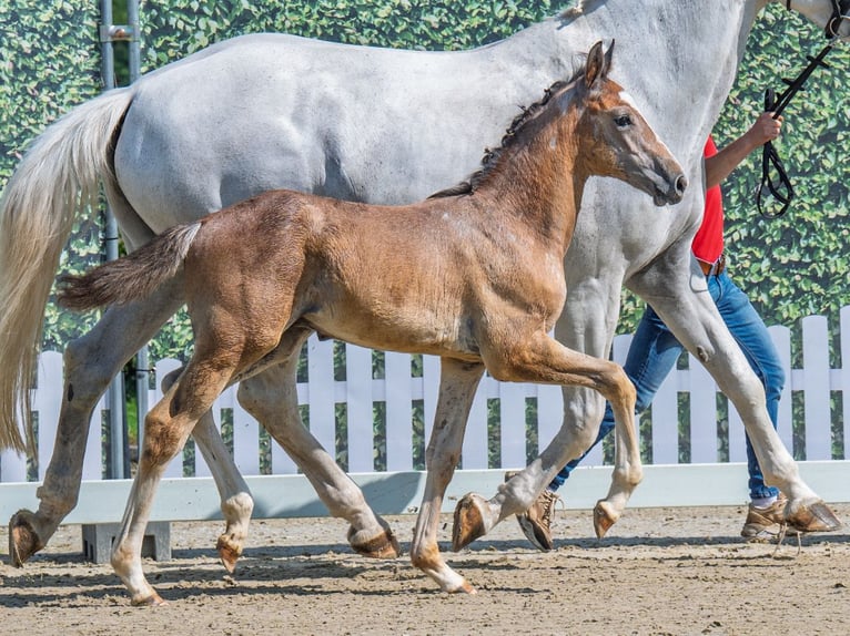 Westphalian Stallion  Brown in M&#xFC;nster Handorf