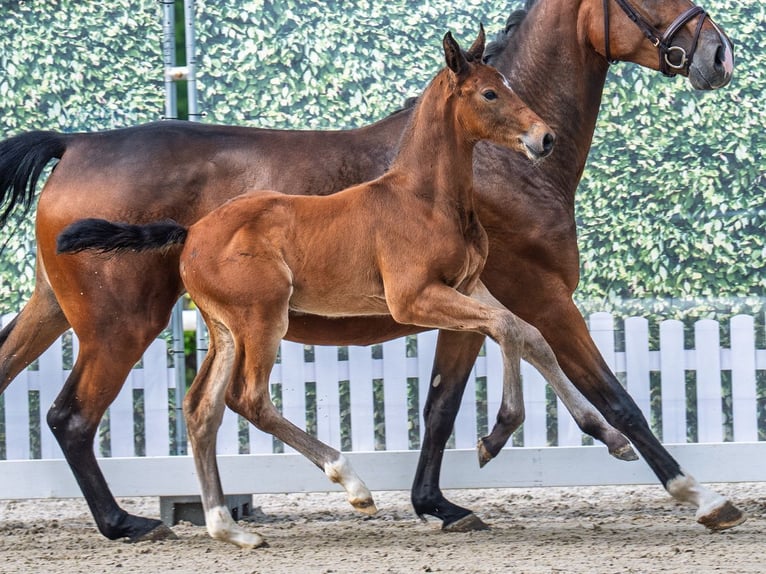 Westphalian Stallion  Brown in M&#xFC;nster Handorf