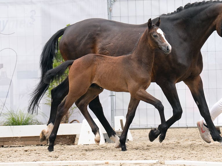 Westphalian Stallion Foal (06/2024) Brown in Münster-Handorf