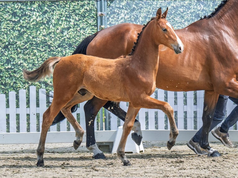 Westphalian Stallion  Brown in M&#xFC;nster Handorf