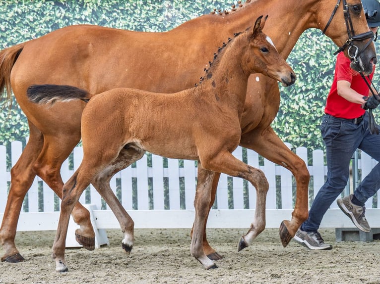 Westphalian Stallion  Brown in M&#xFC;nster Handorf