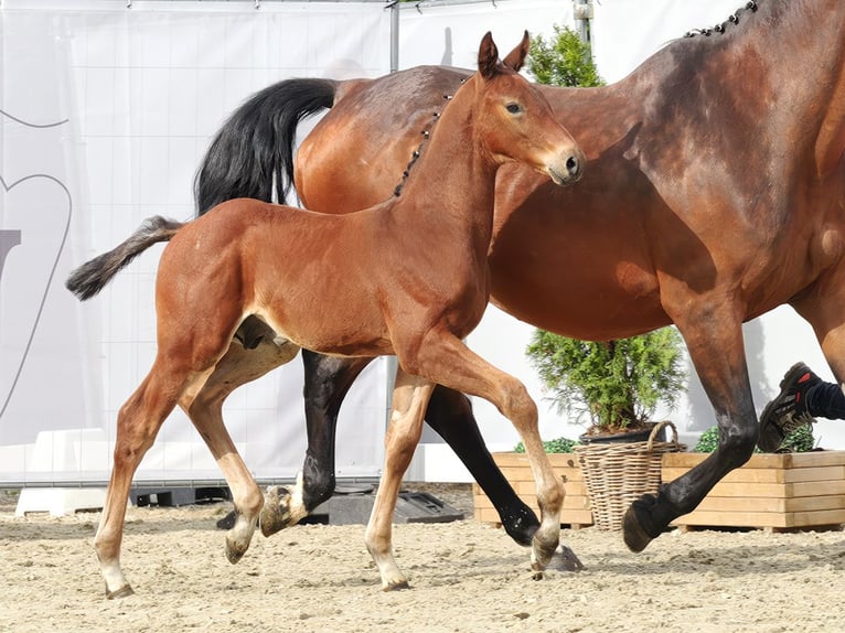 Westphalian Stallion Foal (05/2023) Brown in Münster-Handorf