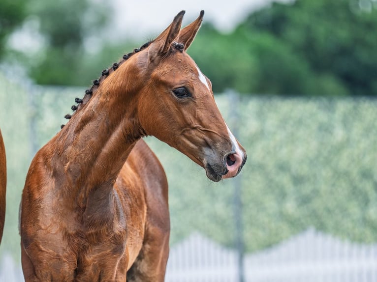 Westphalian Stallion  Brown in M&#xFC;nster Handorf