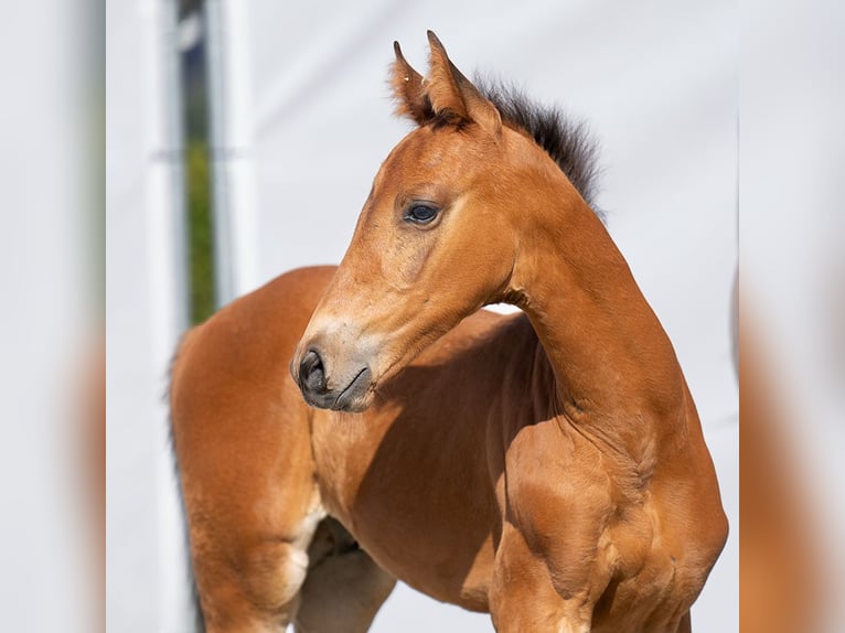 Westphalian Stallion Foal (06/2023) Brown in Münster-Handorf