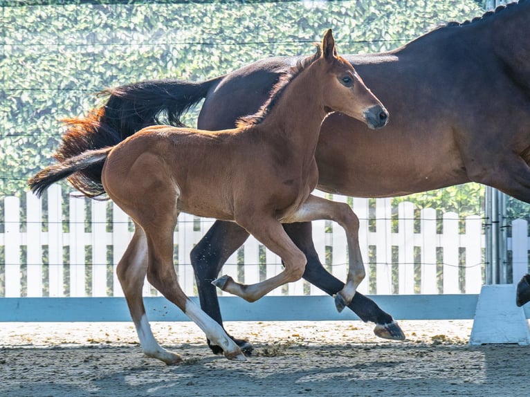 Westphalian Stallion  Brown in M&#xFC;nster Handorf