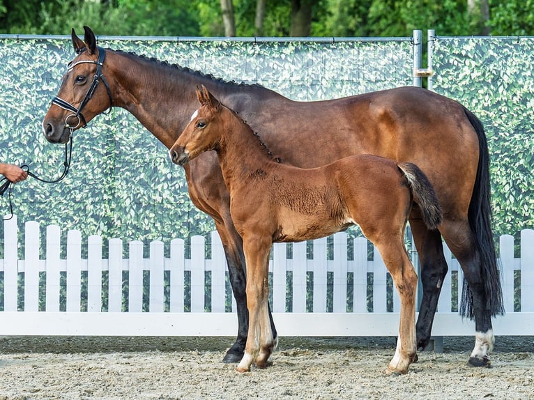 Westphalian Stallion  Brown in M&#xFC;nster Handorf