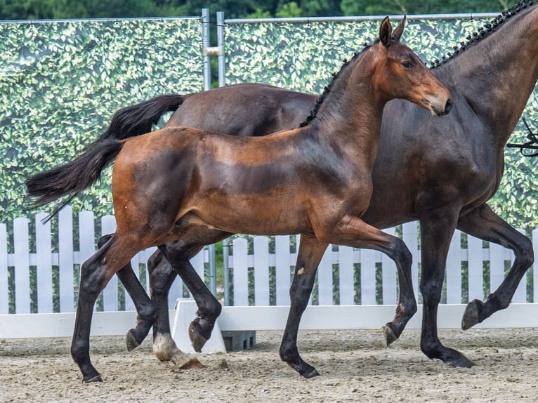 Westphalian Stallion  Brown in M&#xFC;nster Handorf