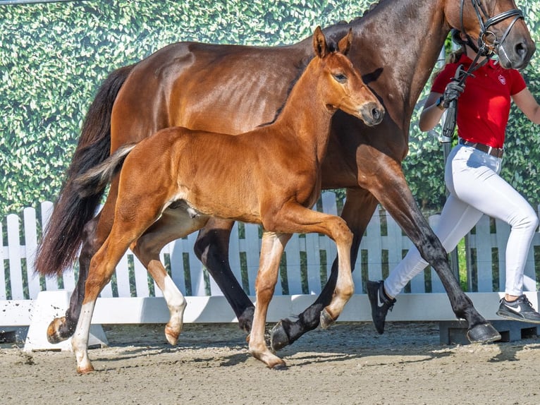 Westphalian Stallion  Brown in M&#xFC;nster Handorf