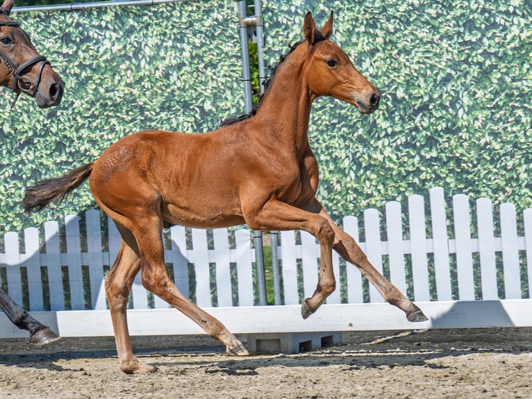 Westphalian Stallion  Brown in M&#xFC;nster Handorf