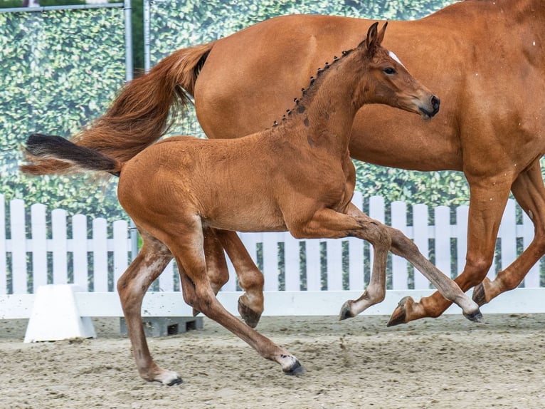 Westphalian Stallion  Brown in M&#xFC;nster Handorf