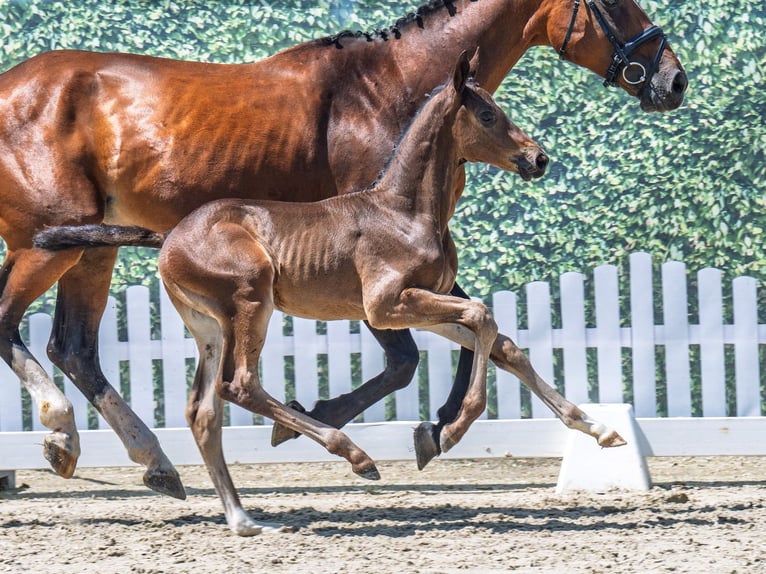 Westphalian Stallion  Brown in M&#xFC;nster Handorf