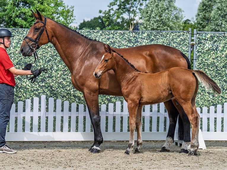 Westphalian Stallion  Brown in M&#xFC;nster Handorf
