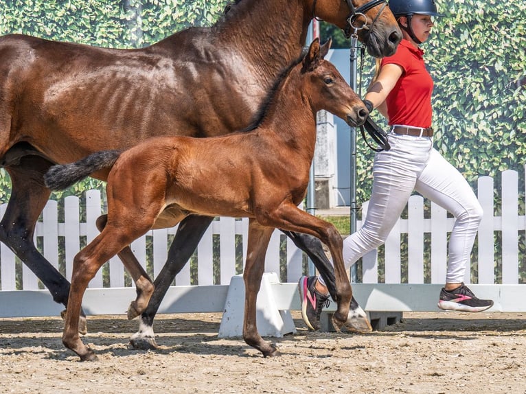 Westphalian Stallion  Brown in M&#xFC;nster Handorf