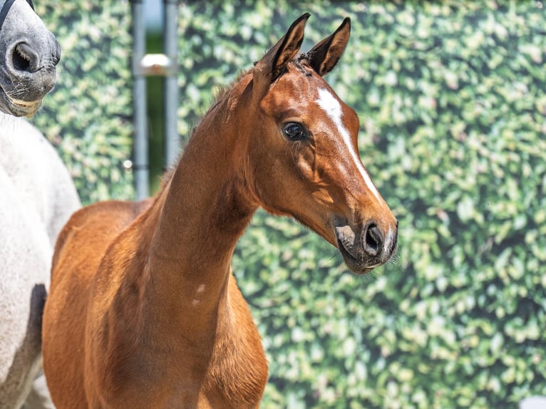 Westphalian Stallion  Brown in M&#xFC;nster Handorf