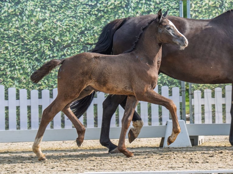 Westphalian Stallion Foal (05/2025) Brown in M&#xFC;nster-Handorf