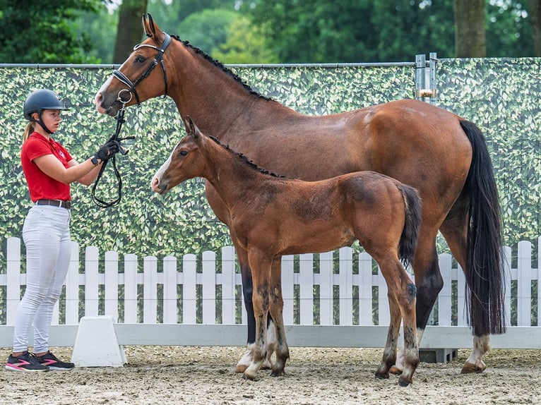 Westphalian Stallion  Brown in M&#xFC;nster Handorf