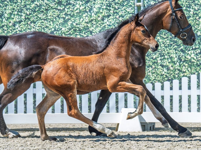 Westphalian Stallion  Brown in M&#xFC;nster Handorf