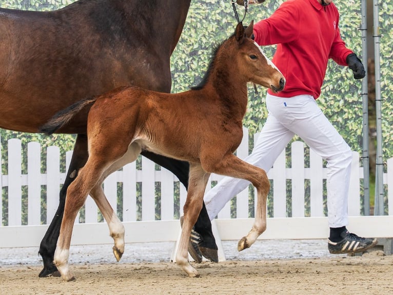 Westphalian Stallion Foal (03/2026) Brown in Münster-Handorf