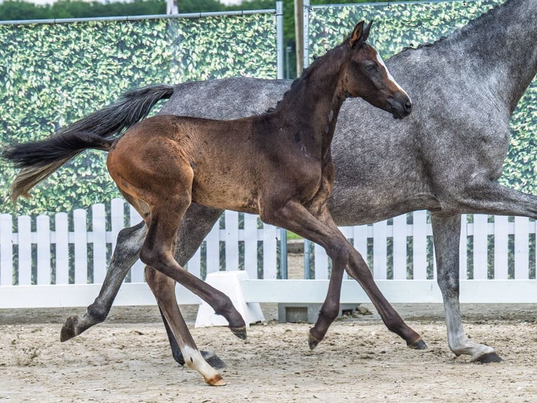 Westphalian Stallion  Brown in M&#xFC;nster Handorf