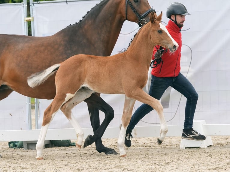 Westphalian Stallion Foal (04/2024) Brown in Münster-Handorf