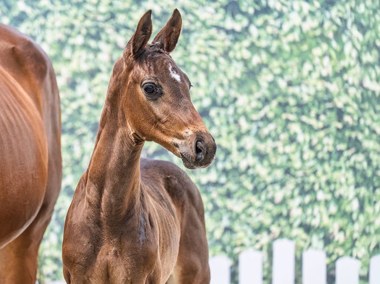 Westphalian Stallion  Brown in M&#xFC;nster Handorf