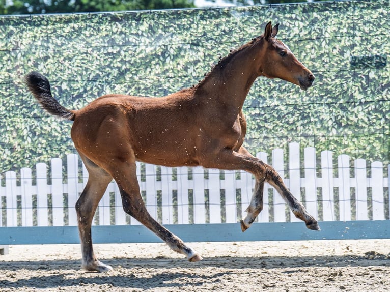 Westphalian Stallion  Brown in M&#xFC;nster Handorf