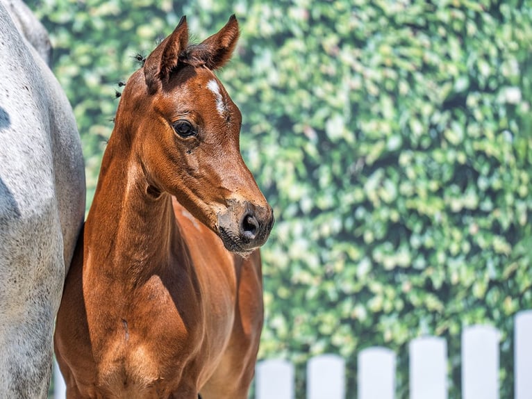 Westphalian Stallion  Brown in M&#xFC;nster Handorf