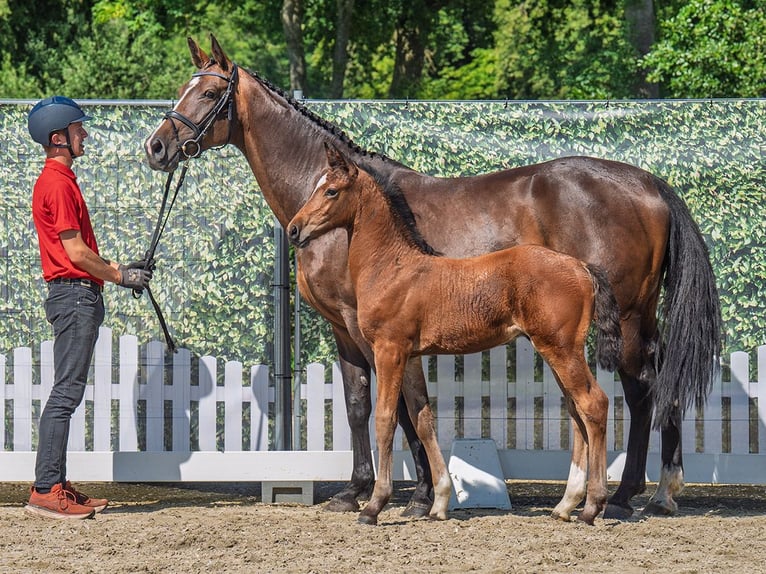 Westphalian Stallion  Brown in M&#xFC;nster Handorf