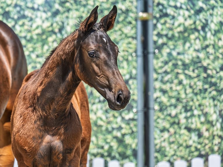 Westphalian Stallion  Brown in M&#xFC;nster Handorf