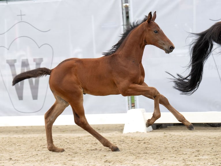 Westphalian Stallion Foal (06/2024) Brown in Münster-Handorf