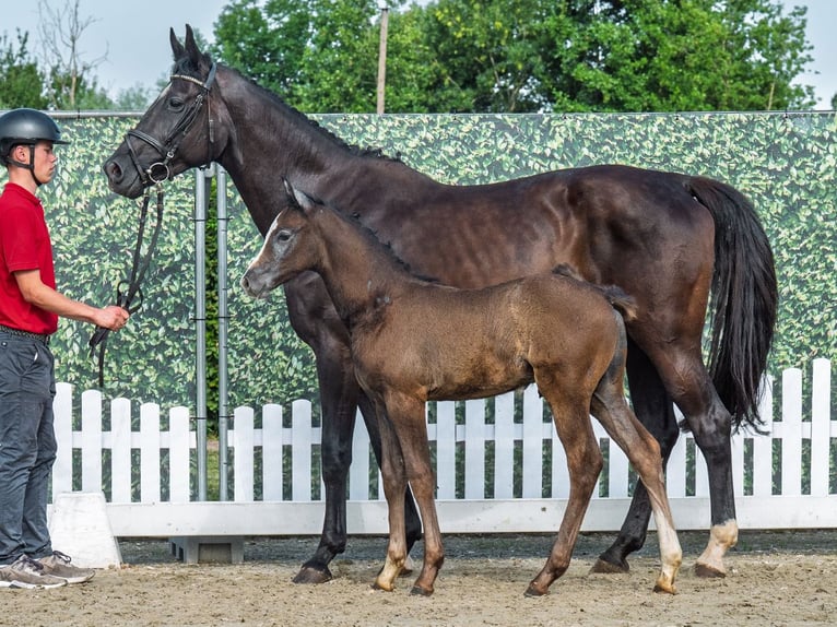 Westphalian Stallion Foal (05/2025) Brown in M&#xFC;nster-Handorf