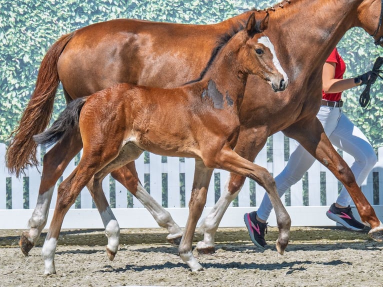Westphalian Stallion  Brown in M&#xFC;nster Handorf