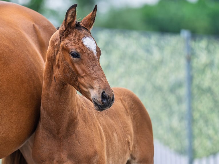 Westphalian Stallion  Brown in M&#xFC;nster Handorf