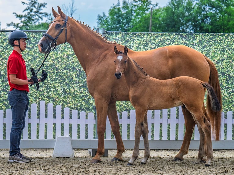 Westphalian Stallion  Brown in M&#xFC;nster Handorf