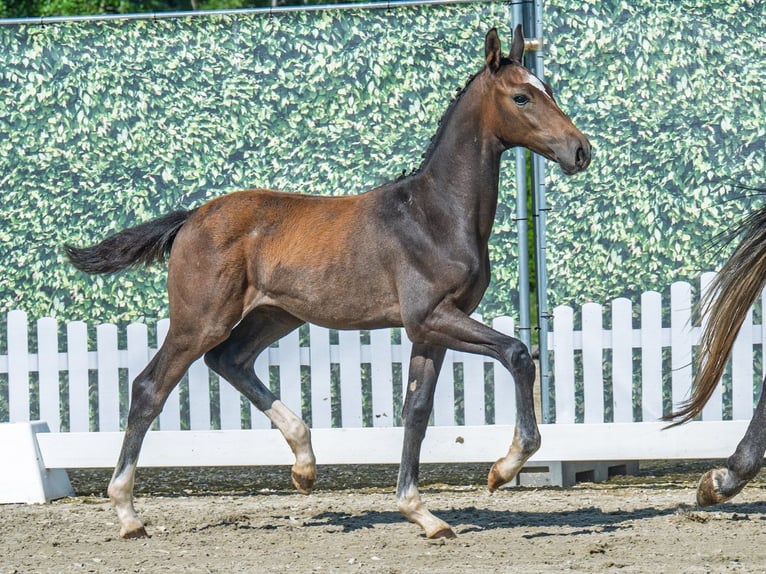 Westphalian Stallion  Brown in M&#xFC;nster Handorf