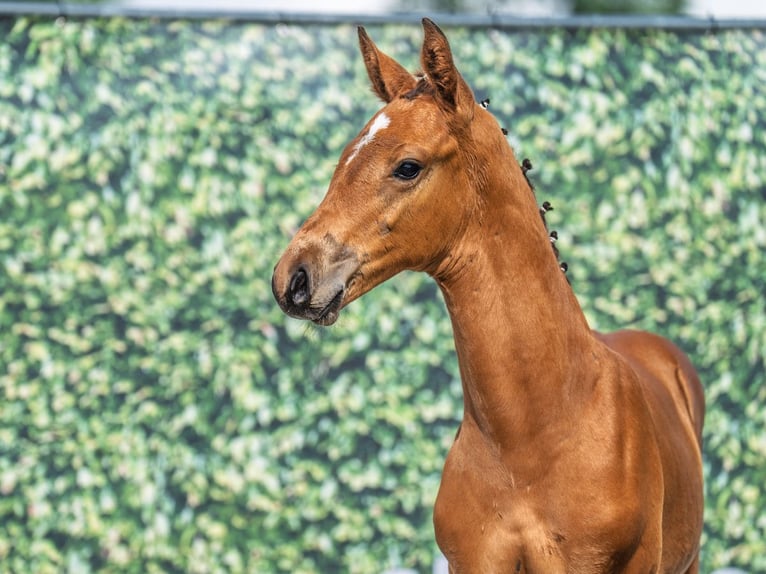 Westphalian Stallion  Brown in M&#xFC;nster Handorf
