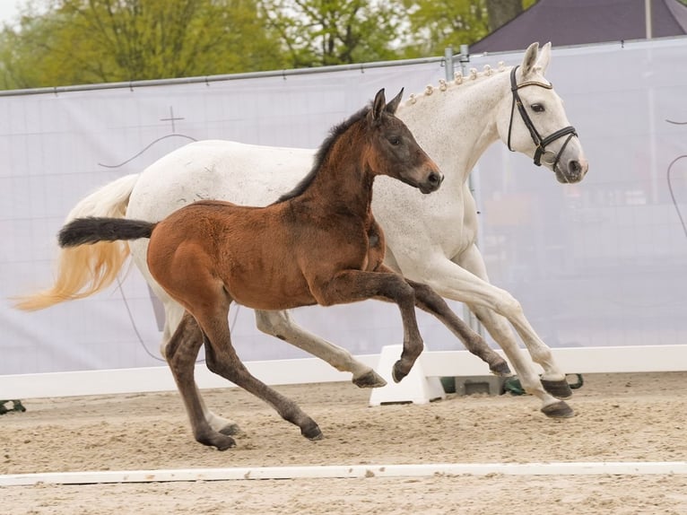 Westphalian Stallion Foal (02/2024) Brown in Münster-Handorf