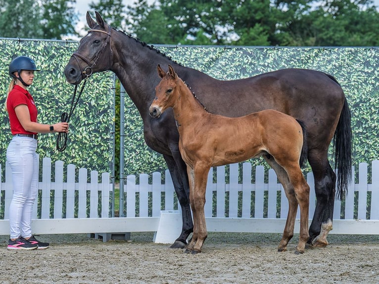 Westphalian Stallion  Brown in M&#xFC;nster Handorf