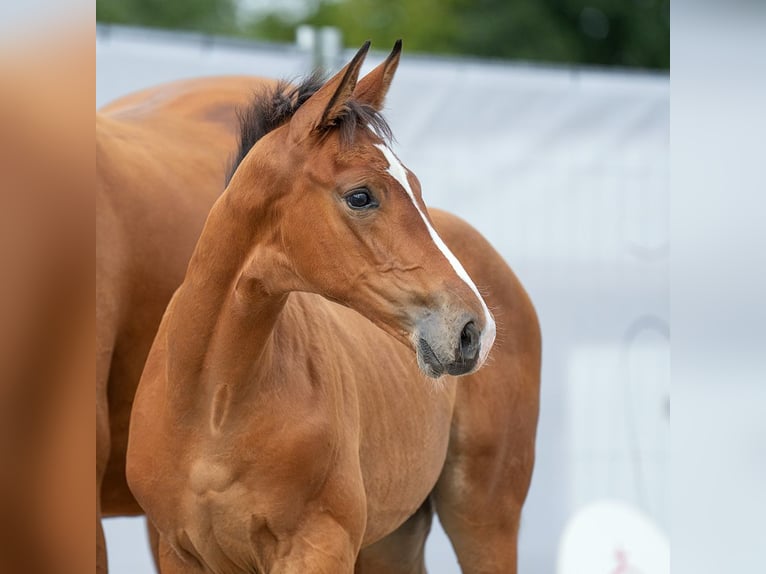 Westphalian Stallion Foal (05/2023) Brown in Münster-Handorf