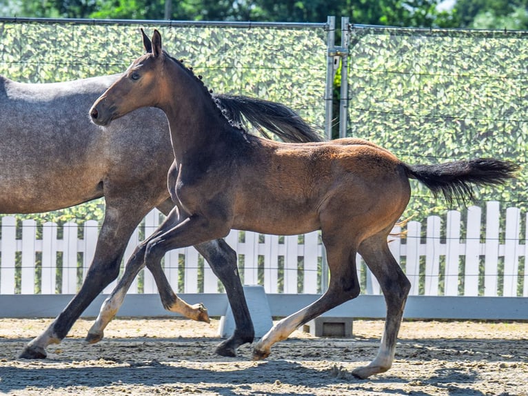 Westphalian Stallion  Brown in M&#xFC;nster Handorf