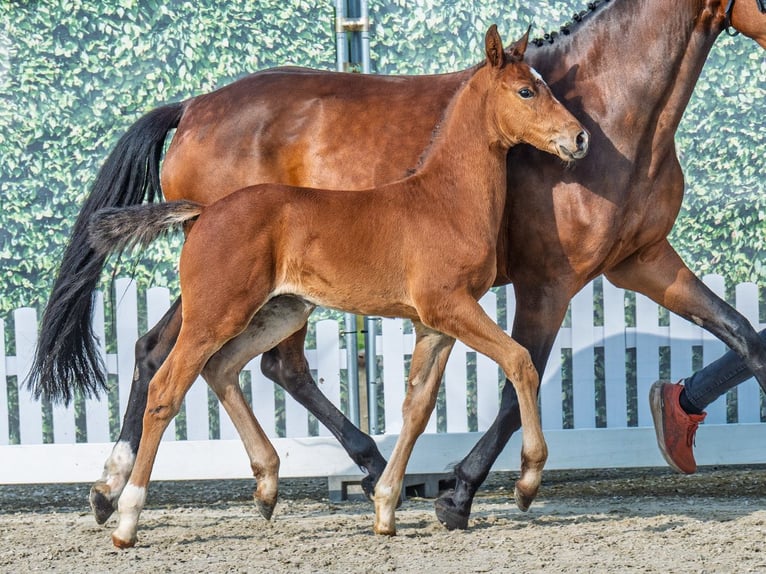 Westphalian Stallion  Brown in M&#xFC;nster Handorf