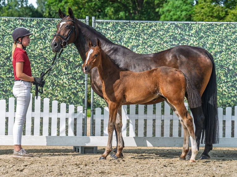 Westphalian Stallion Foal (05/2025) Brown in M&#xFC;nster-Handorf