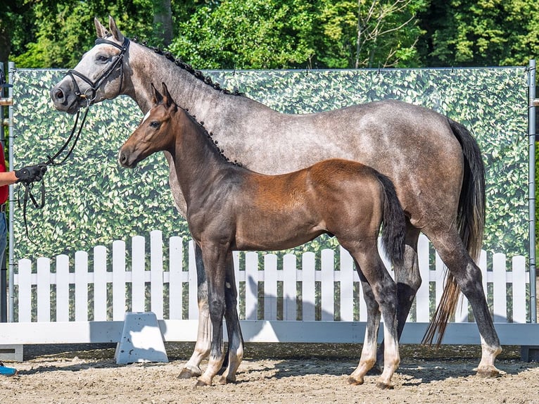 Westphalian Stallion  Brown in M&#xFC;nster Handorf