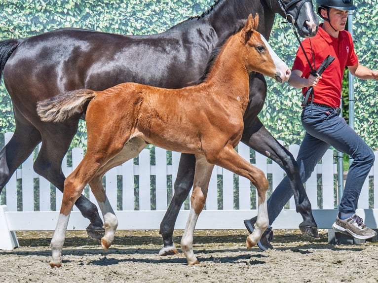 Westphalian Stallion  Brown in M&#xFC;nster Handorf