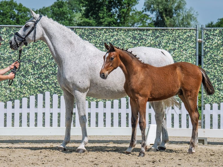 Westphalian Stallion  Brown in M&#xFC;nster Handorf