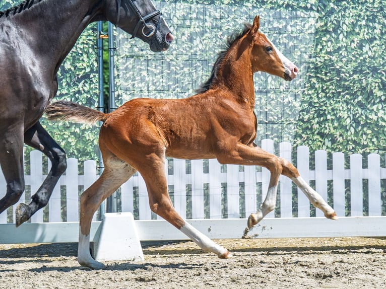 Westphalian Stallion  Brown in M&#xFC;nster Handorf