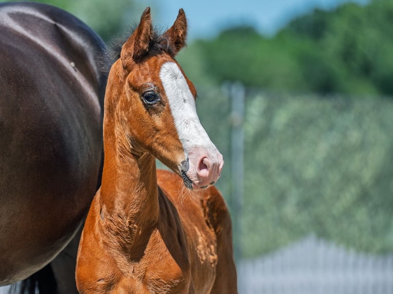 Westphalian Stallion  Brown in M&#xFC;nster Handorf